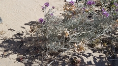 Astragalus magdalenae