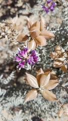 Astragalus magdalenae