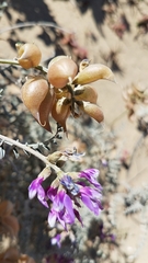 Astragalus magdalenae