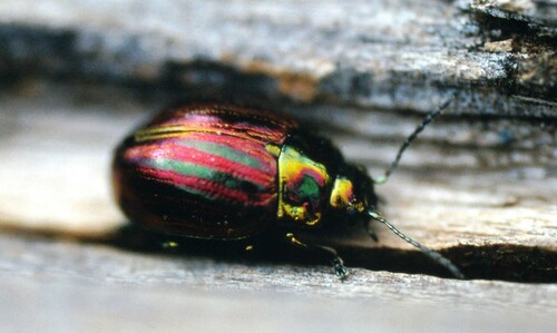 Chrysolina superba