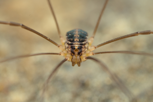 Nelima silvatica