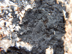 Rhizocarpales