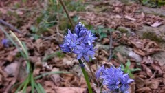 Hyacinthoides italica