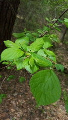Styrax grandifolius