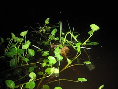 Melanosuchus niger