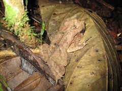 Rhinella dapsilis