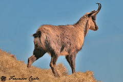 Pyrenean Chamois photo 3