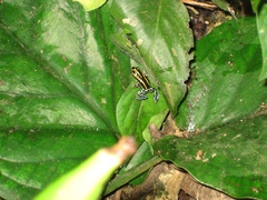 Ranitomeya variabilis