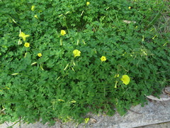 Oxalis pes-caprae