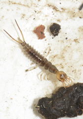 Nebriinae