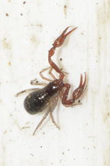 Neobisium