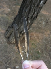Turdus philomelos