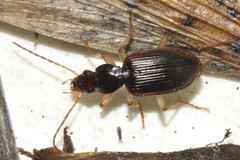 Paranchus albipes