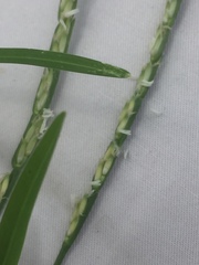 Stenotaphrum secundatum