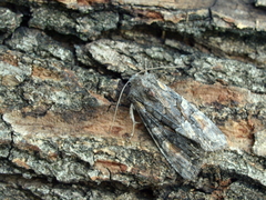 Lacanobia contigua