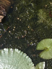 Ceratophyllum demersum