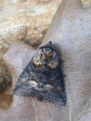 Abrostola asclepiadis