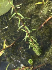 Ceratophyllum demersum