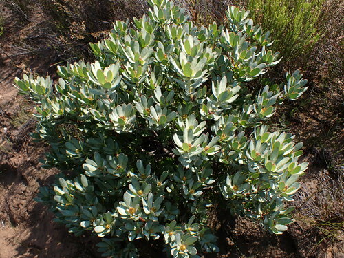 Image of Leucadendron roodii by (c) Ren Hoekstra, some rights reserved (CC BY)