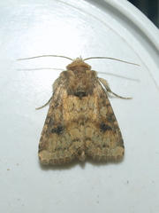 Atypha pulmonaris