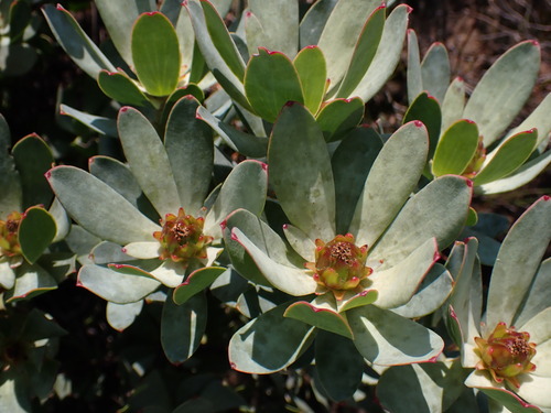 Image of Leucadendron roodii by (c) Ren Hoekstra, some rights reserved (CC BY)