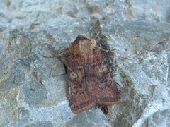 Cerastis leucographa