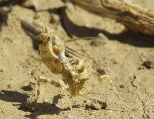 Thistle Mantis