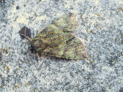 Polyphaenis sericata