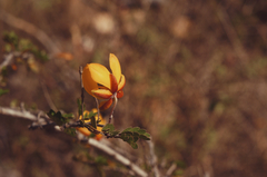 Chamaecrista greggii