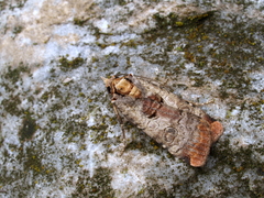 Epilecta linogrisea