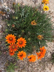 Gazania linearis