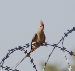 Urocolius macrourus