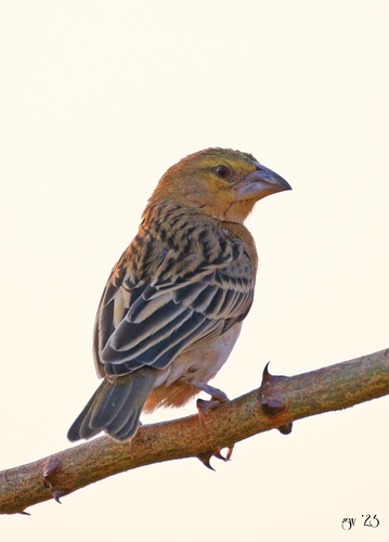 Chestnut Weaver (Ploceus rubiginosus), photo 8