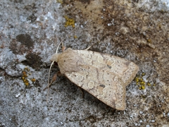 Agrochola laevis