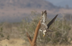 Falco biarmicus biarmicus