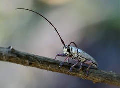 Prosopocera maculosa