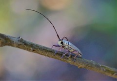 Prosopocera maculosa