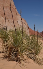 Yucca utahensis
