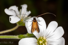 Cauchas rufimitrella