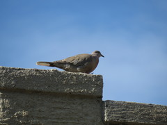 Streptopelia decaocto