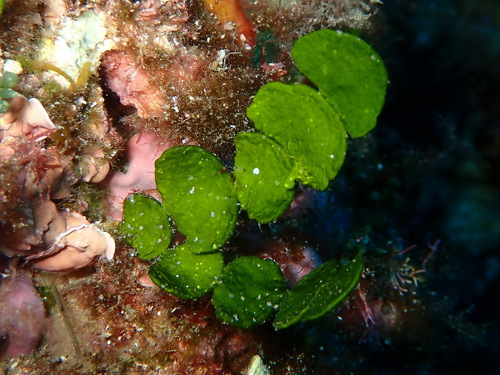 Halimeda tuna