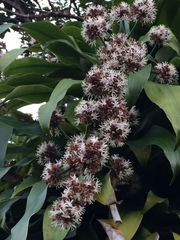 Dracaena fragrans