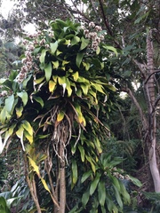 Dracaena fragrans
