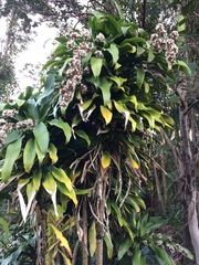 Dracaena fragrans