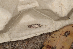 Oecophorinae