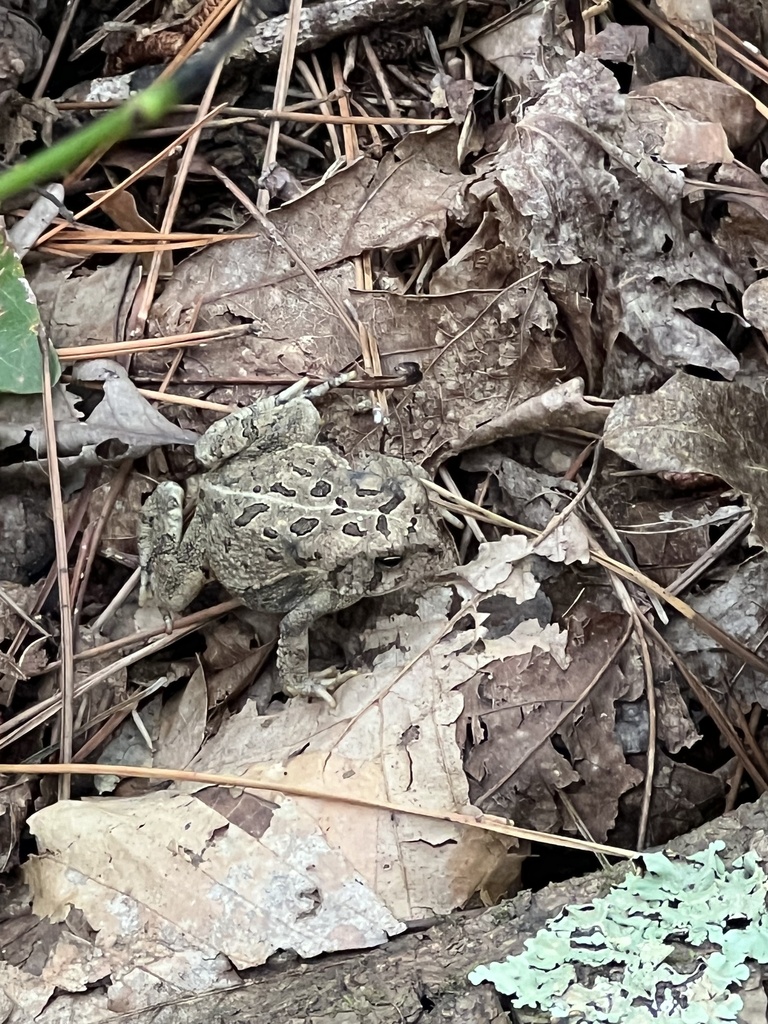 Fowler's Toad from Burlington, NC, US on September 25, 2023 at 03:25 PM ...