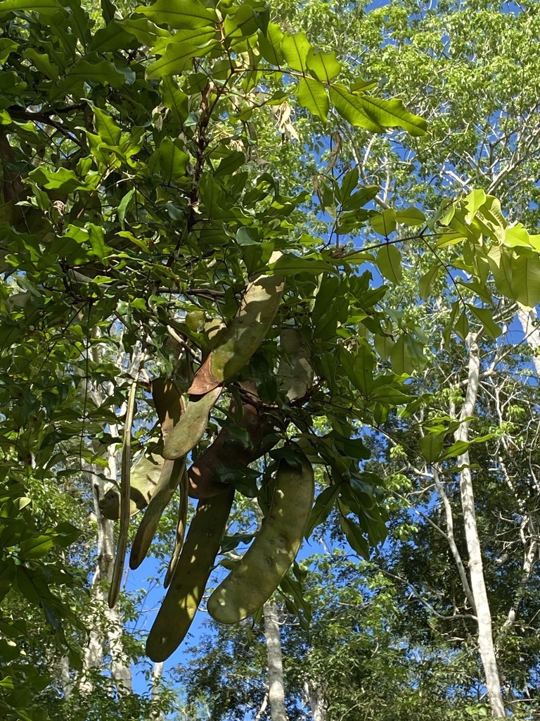 Moldenhawera papillanthera