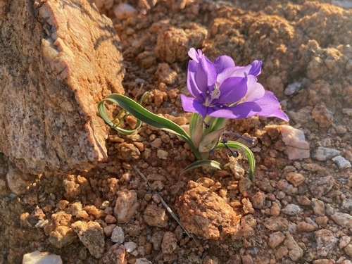 Granite Tulp (Moraea graniticola)