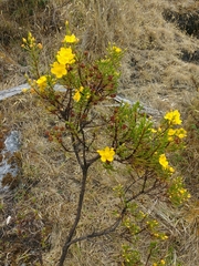 Hypericum goyanesii