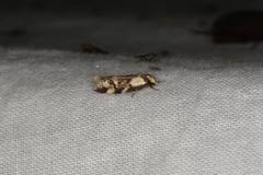 Oecophorinae